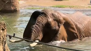Moki the elephant celebrates 43rd birthday with swim at zoo
