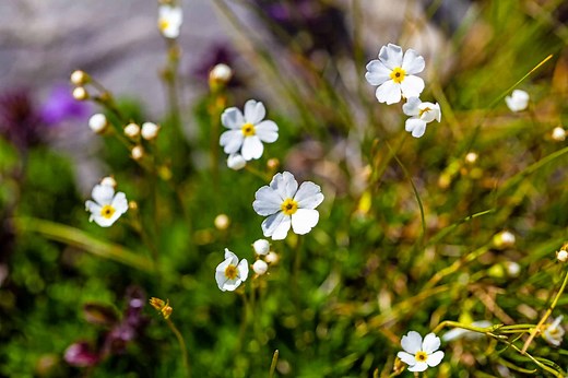 19 Beautiful Flowers That Start With J