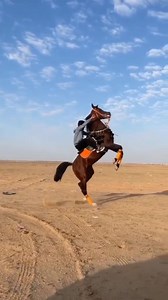 1.4M views · 59K reactions | ❤️Horse training dancing ...