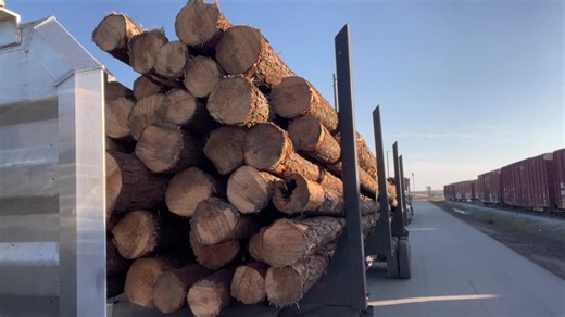 Lessons from Logging: Faith, Patience, and Purpose