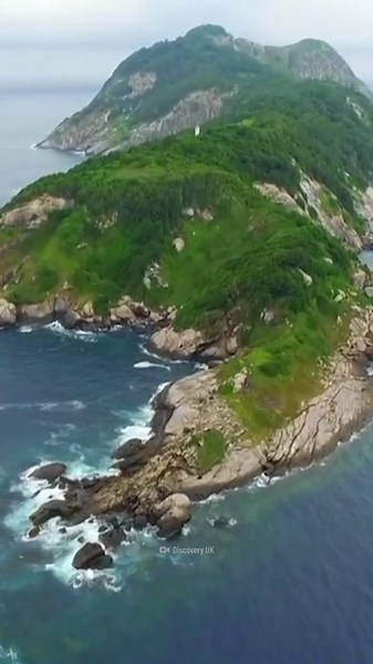 How to survive on the deadly Snake Island