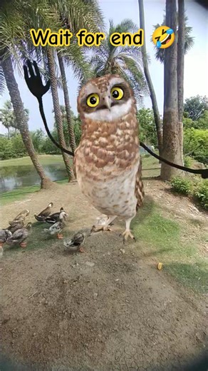 Funny Owl Dance 😍 | Dancing Owl 🦉/#owldance #funny #shorts