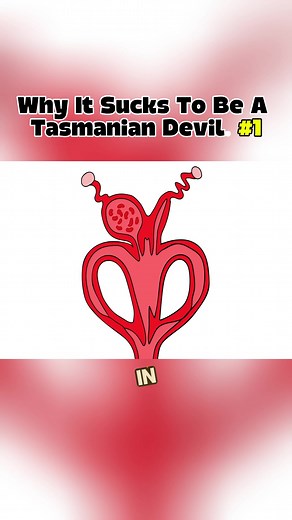 The Life of a Tasmanian Devil: Survival Journey