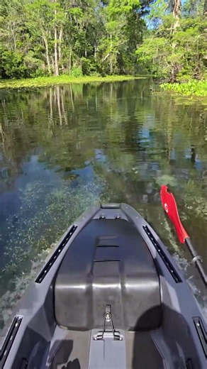 Cruising Through Water This Clear Feels Unreal