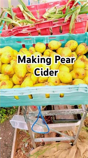 Making Pear Cider from Williams pears grown in Scotland 🏴󠁧󠁢󠁳󠁣󠁴󠁿