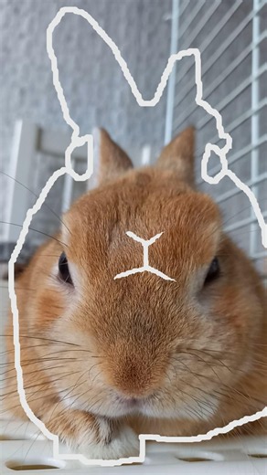 アウトライントレンドうさぎ編4 Outline Trend (Rabbit Edition4)