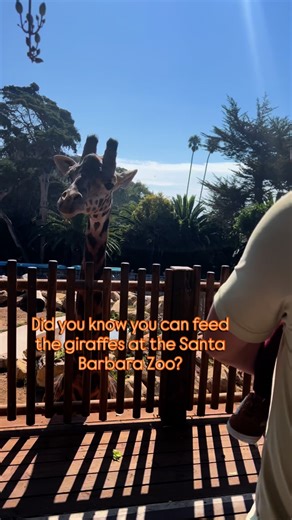 5 comments | Did you know you can feed the giraffes at the Santa Barbara Zoo?! And that you can go inside the exhibit with all the kangaroos and wallabies as they hop around you! Fun fact: the kangaroos here are all males because when there’s a female — they are very protective. This helps calm them down. Our girls had the best time getting up close to these beautiful and majestic animals!! 漣輦勺 #zoo #kangaroos #giraffe | Katie Krause | Facebook