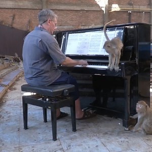 123K views · 201 reactions | Pianist plays concert for hundreds of monkeys in Thailand | The Independent | Facebook