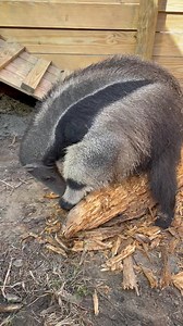 2.5M views · 10K reactions | Bumi the giant anteater is a year and a half old today! 拾 | North Florida Wildlife Center | Facebook