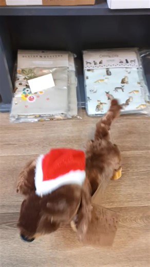 SOLD OUT! Come along and say hello to our singing dachshund, just £9.95 each | The Oriel Window