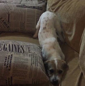 424K views · 1.2K reactions | Chien VS film d'horreur (à regarder jusqu'au bout) | Journal des Femmes | Facebook