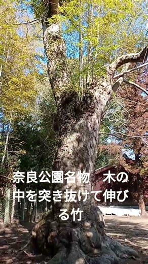奈良公園名物 木の中を突き抜けて伸びる竹
