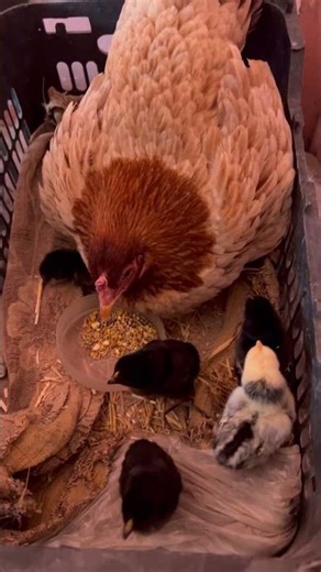 😨Unbelievable Hatch! Watch This Chick Break the Shell 🐣#nature