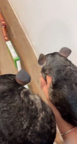 The chinchillas will choose your fate