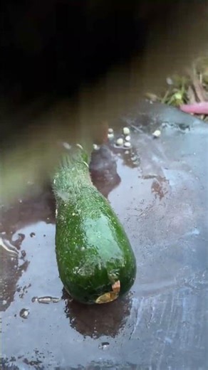 SMS 100012122153 Mini rotary tillage and ridging all in one tree 🌴