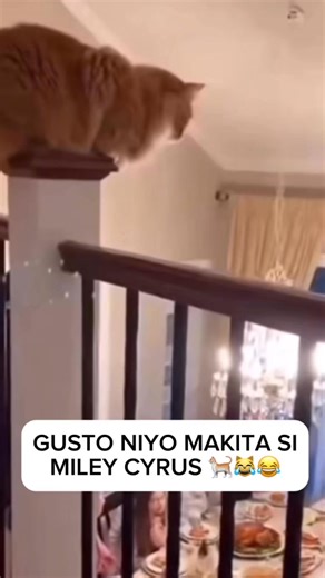 1.6K views · 14 reactions | Wrecking Ball Cat  睊藍 #cat #catoftheday #catlovers #goodvibes #goodvibesonly #funnyvideos #funnyreelsvideo #funnyreels #funnymoments #funnymemes #funny #funnypost #fblifestyle #fypシ゚ #foryouシ #highlight #highlight #everyoneシ゚ #fbreelsvideo #fbreelsviral | Angel Guevarra | Facebook