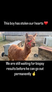 BFAS - Brook Farm Animal Sanctuary on Reels