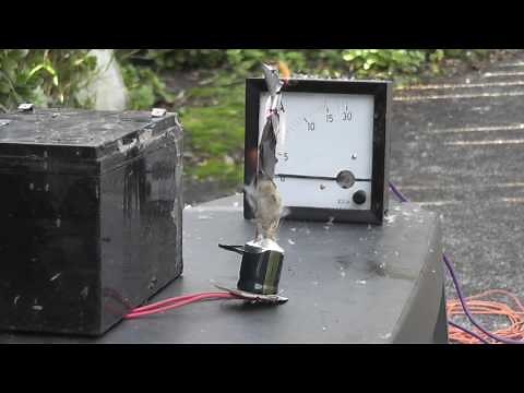 Electrolytic Capacitor explodes