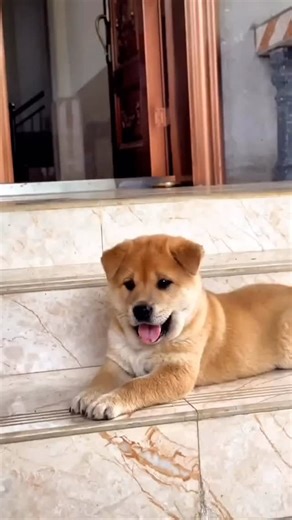 #热门 #shortsvideos #fypシ #reels #fyp #shorts #解說 | Jsy Jie Shan Yuan