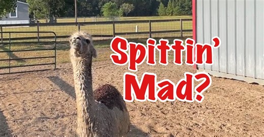 61K views · 7.6K reactions | Visit The babies with me... | Ima Survivor Donkey and Farm Animal Sanctuary | Facebook