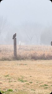 Ridin’ through this lonesome land, just a wayfaring stranger with dust on the boots and a song in the heart. Ain’t no permanent dwelling in this life, just the open trail and the promise of a land beyond. So let’s keep on riding on the right path. #wayfaringstranger #lostbutfree #cowboy #horse #ranchlife #promiseland #manoffaith #countrylife | Skillful Cowboy