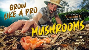Mushroom Farming | GROW GOURMET MUSHROOMS: Inoculating the Garden Step by Step Guide