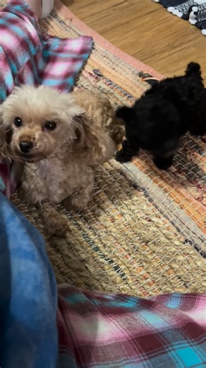 21 reactions · 4 comments | #toypoodle #puppy #puppylove | Tiny Poodles and Poo Mixes | Facebook