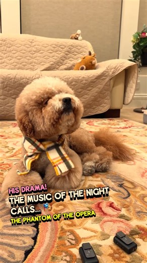 Charlie on Instagram: "Taking on Andrew Lloyd Webber's most iconic masterpiece - "Phantom of the Opera." When you tackle musical theatre's most dramatic song, you bring everything you've got ✨ #superfamouscharlie #SingingDog #fyp #phantom #broadway"