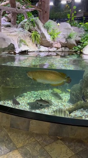 155K views · 1.4K reactions | Massive Arowana I saw in Dubai! | CoralFish12g | Facebook