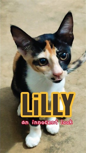 LillY #youtubeshorts #ytshorts #trendingshorts #trending #viral #viralvideo #video #shorts #short