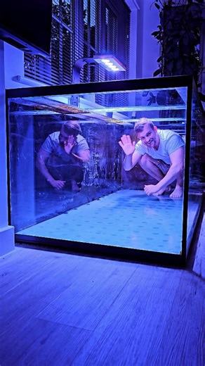 98K views · 9.8K reactions | Loving the new aquarium setup! Can't wait to share some videos of the rays and arowana now they are settling into their new home. #aquarium #pond #aquariumhobby #aquariummaintenanceservice #aquariummaintenance #aquascape #fish #fishtank #fishkeeping #aquatic #aquariums #ponds #aquaticelements #reef #reeftank #tropicalfish #tropicalaquarium | Aquatic Elements | Facebook