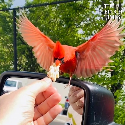 This man formed an unlikely—but very sweet—friendship with a wild cardinal. Credit: Joe Castello | Bright
