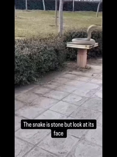 🐍 THERE’S A SNAKE IN YOUR HOUSE! Just kidding… but what’s hiding in your baseboards and under your couch might be even worse. Bacteria, mold spores, dust mites, and allergens build up fast — especially if you haven’t deep cleaned in weeks. If you’ve got kids, pets, or elderly family, those hidden germs aren’t just gross — they’re dangerous. At Ascend Cleaning, we specialize in deep, thorough house cleanings that protect your family’s health — and restore peace of mind. 💥 GET 20% OFF YOUR FIRST