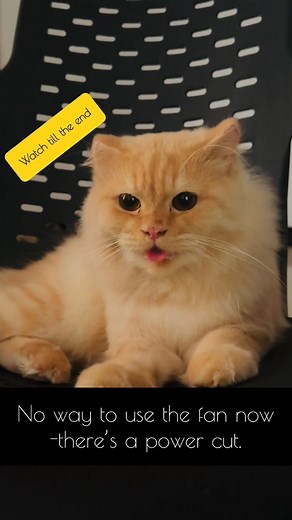 175K views · 10K reactions | ඊයෙ තේ එකක් බොන්න අච්චර දුරක් යන්න එක හේතුවක් තමයි මේ දිව Fan එක ඕෆ් උන ගමන් මේ දිව එළියෙ This tongue comes out the moment the fan is off #cat #catlovers #animallover #LifeWithACat #animalwelfare | Life with Sheeba | Facebook