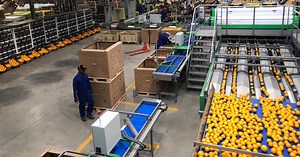 SA’s electricity crisis | Farmers buckle under power cuts