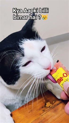 💁3 food🥣for your sick cat 😿 #catvideos #growwithcats #pets #viralshort #catcare #catlife #sickcat 🐈
