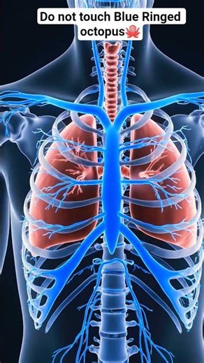 Do Not Touch Blue Ringed Octopus🦑#facts #factshorts #factsinhindi #octopus #shorts #shortsfeed #wild