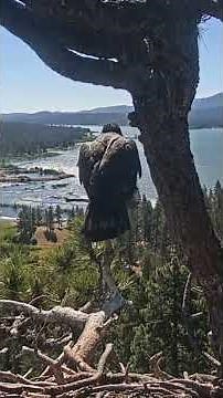 Luna - Big Bear Valley Bald Eagle Fledges! 🇺🇸🦅🇺🇸