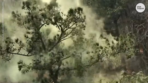 Helicopter shows Georgia pollen is on an entirely different level