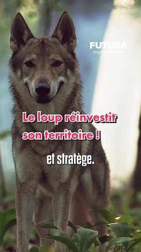 Le loup réinvestit son territoire en France ! 🇫🇷 🐺