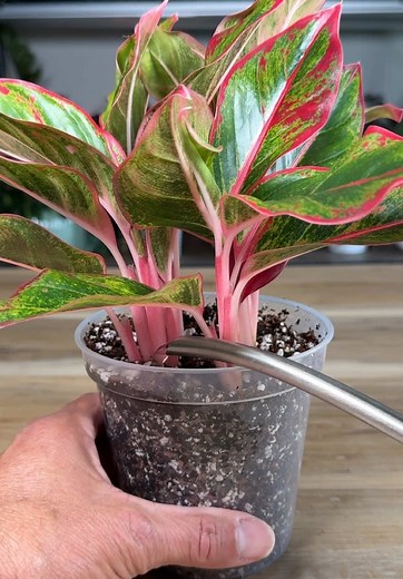 Agloanema Plant Propagation Guide: Step-by-Step Tips