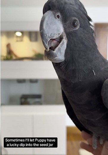Lucky Dip Treats for Black Cockatoos: Puppy Enjoys Seeds