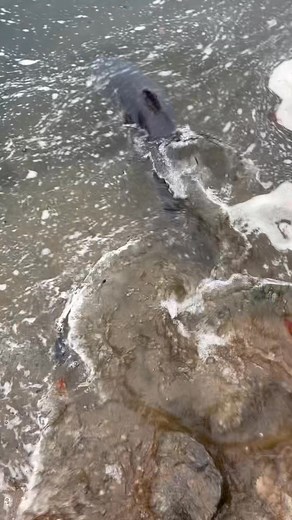 CATCH AND RELEASE 70lb catfish 💥 | Logan Outdoors