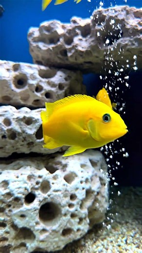scaleup aquatics yellow lab cichlid vertical v1 45c8d8b6 d506 4685 86ca 8ba44ea6fe2e