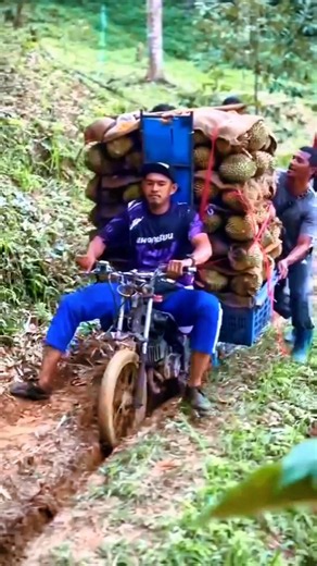 This is why durian is so expensive #durian #durianharvest #durianfarmer #shortsvideo #shorts