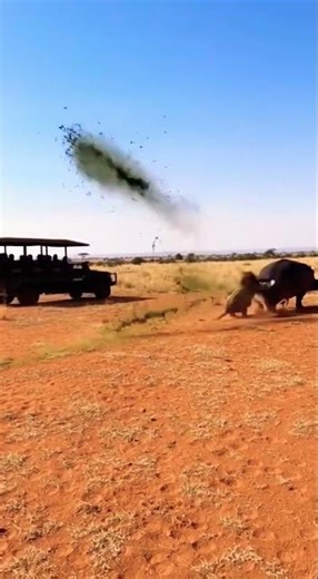 Lion Thought It Was Easy Prey😂… BUT Hippo Did The Lion Bad 🤢😭 #wildlife #shorts #lion