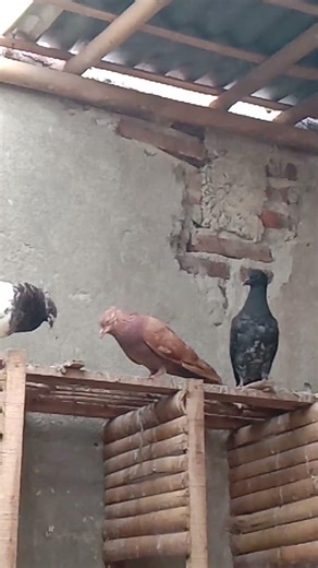 Betina MT Super Lenjeh Boloo