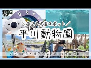 【鹿児島 動物園】コアラの飼育数日本一🐨🇯🇵大人も楽しめちゃう充実コース🚗｜定番スポット｜おすすめ｜Blue&cafe｜白くまアイス｜鹿児島市平川町｜観光地紹介