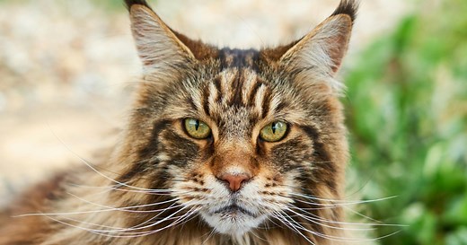 Caractère, soins, origines : tout ce qu’il faut savoir sur le chat Maine Coon
