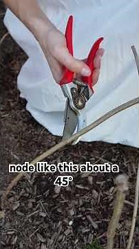 When and how to prune your Annabelle hydrangea (and other smooth hydrangeas too!) #hydrangeas